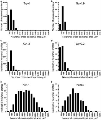 Unveiling the mechanisms of neuropathic pain suppression: perineural resiniferatoxin targets Trpv1 and beyond